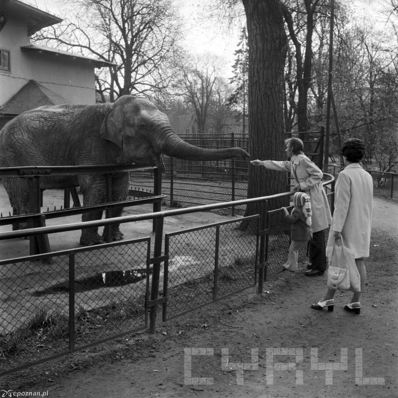 Stare ZOO w 1975 roku | fot. Stanisław Wiktor / CYRYL
