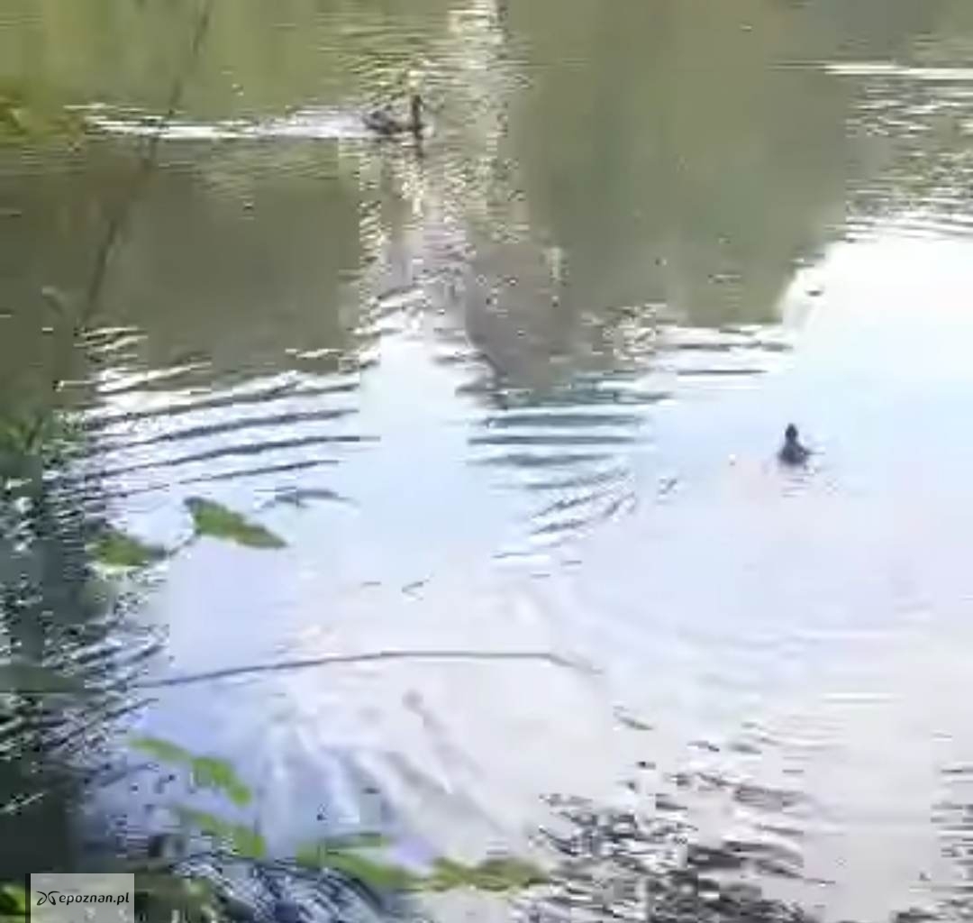 fot. Kadr filmu Straży Miejskiej Miasta Poznania