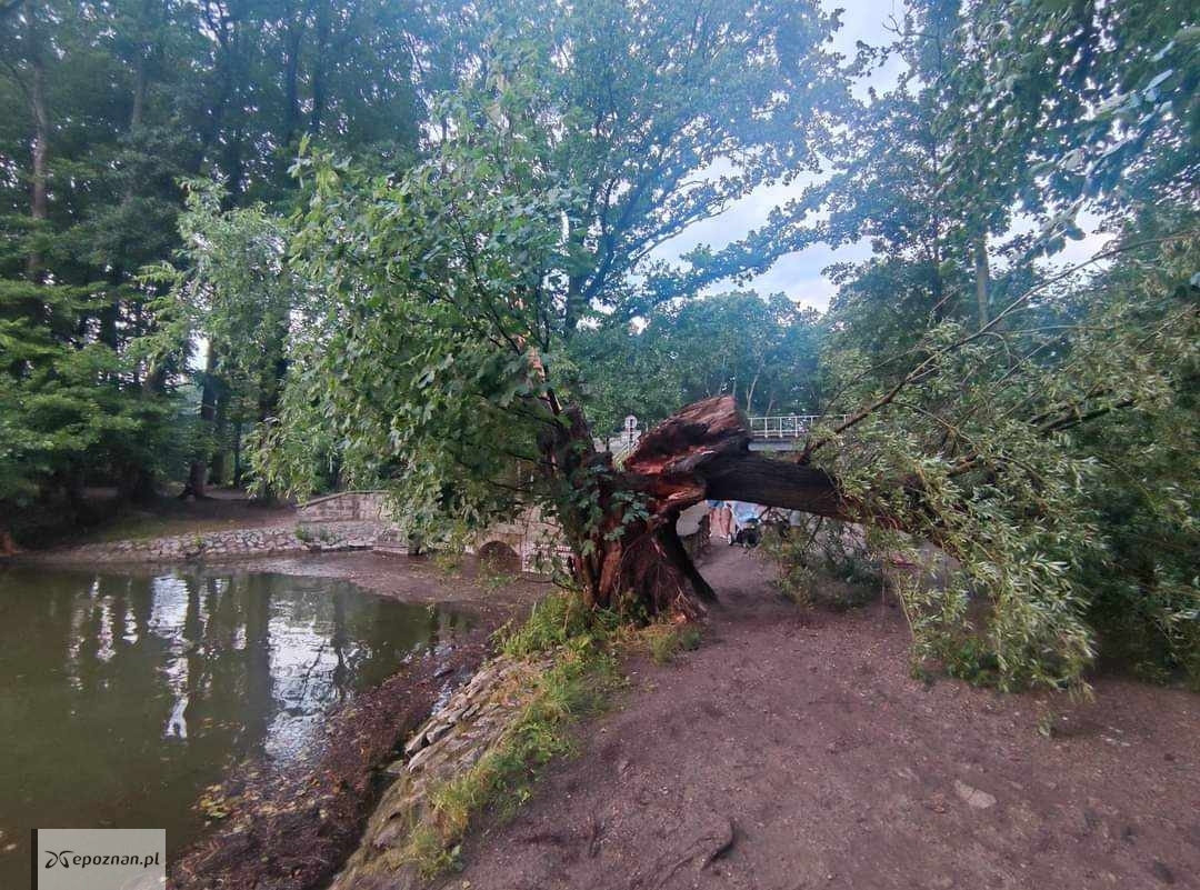 Powalone drzewo nad Rusałką, to efekt burzy. | fot. Radosław Siekierzyński