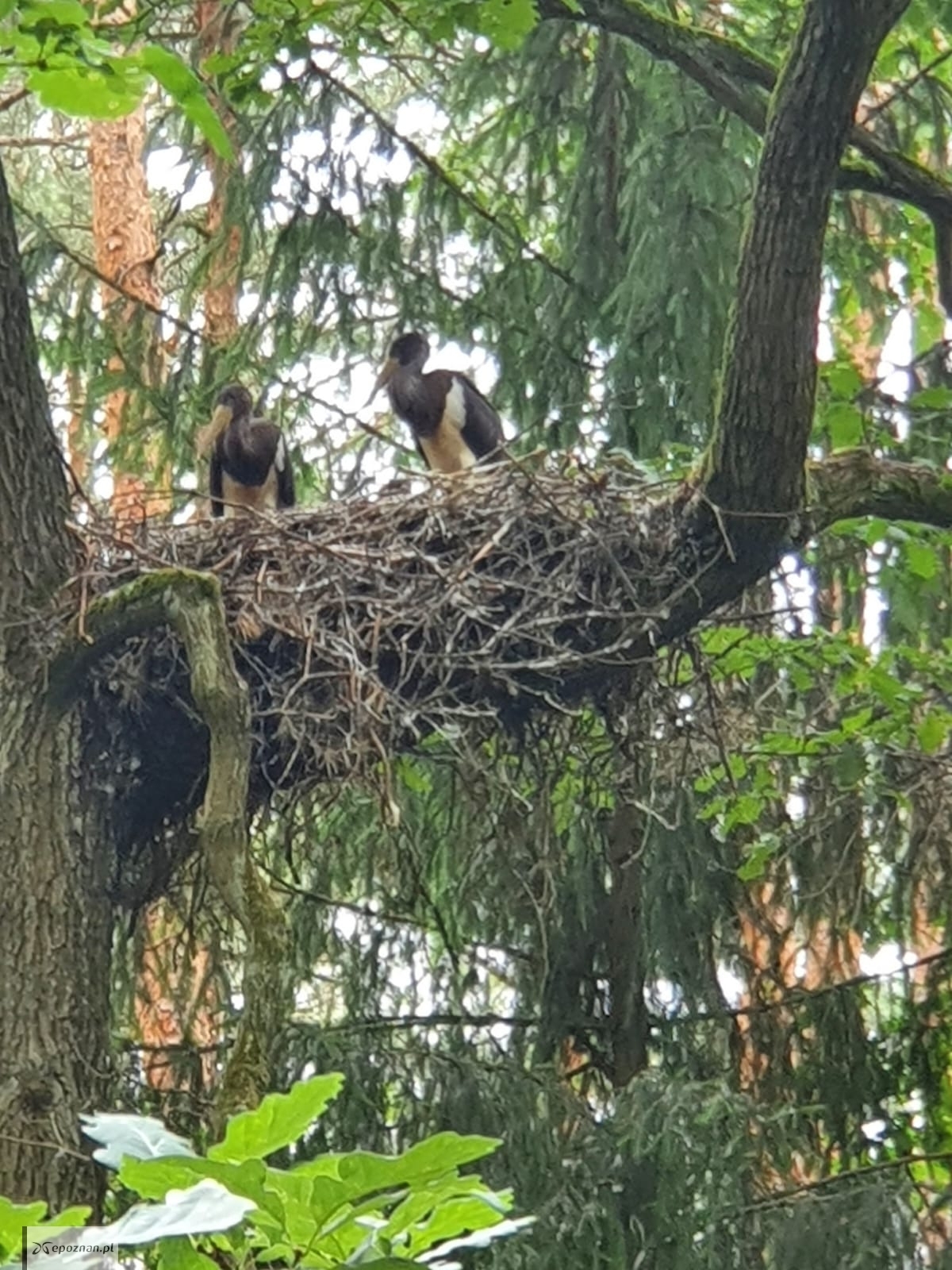 fot. Archwium Nadleśnictwa Babki