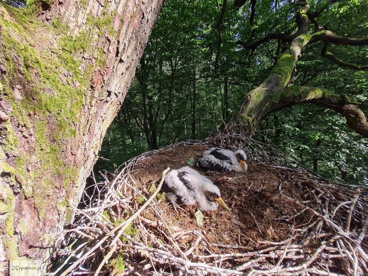 fot. Archwium Nadleśnictwa Babki