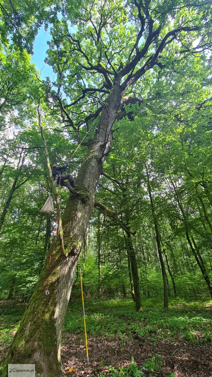 fot. Archwium Nadleśnictwa Babki