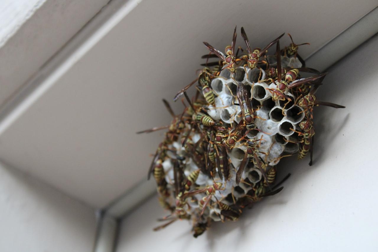 Zdjęcie ilustracyjne | fot. Bee Safe / unsplash.com
