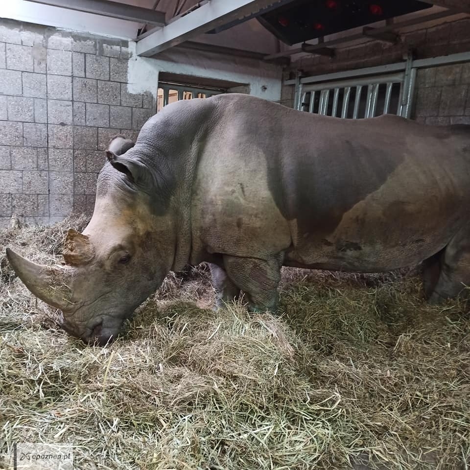 fot. ZOO Poznań Official / Facebook