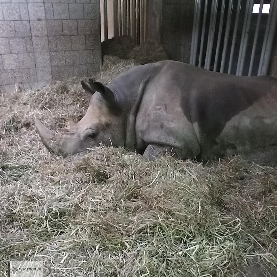 fot. ZOO Poznań Official / Facebook