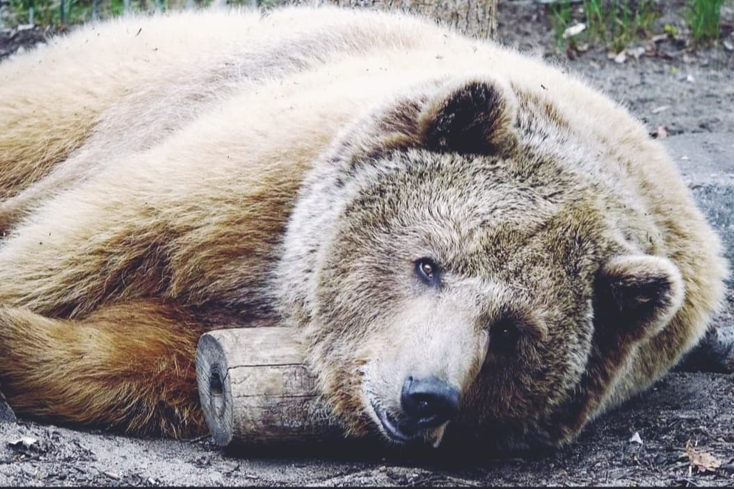 fot. ZOO Poznań Official / Facebook