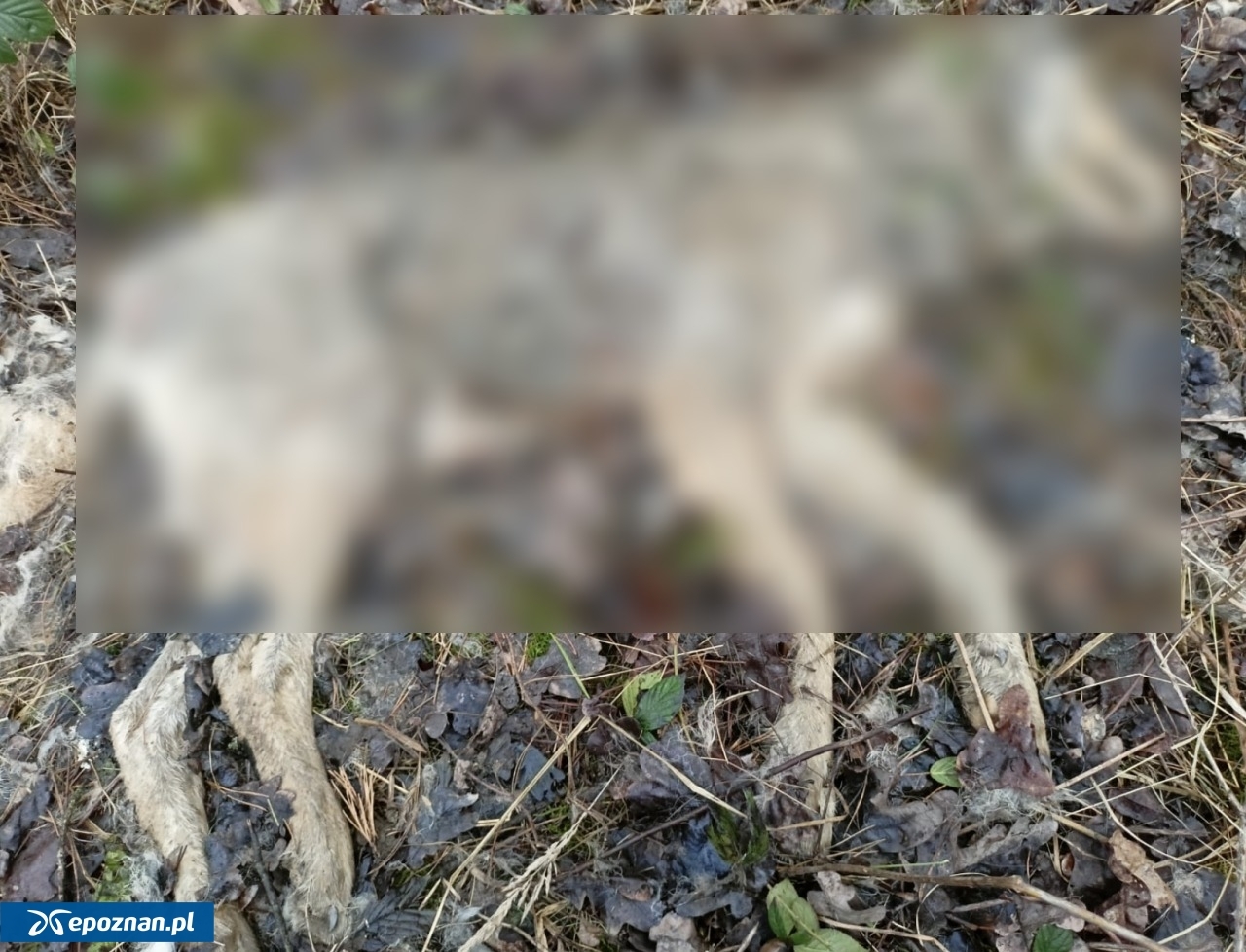 fot. Zespół Parków Krajobrazowych Województwa Wielkopolskiego