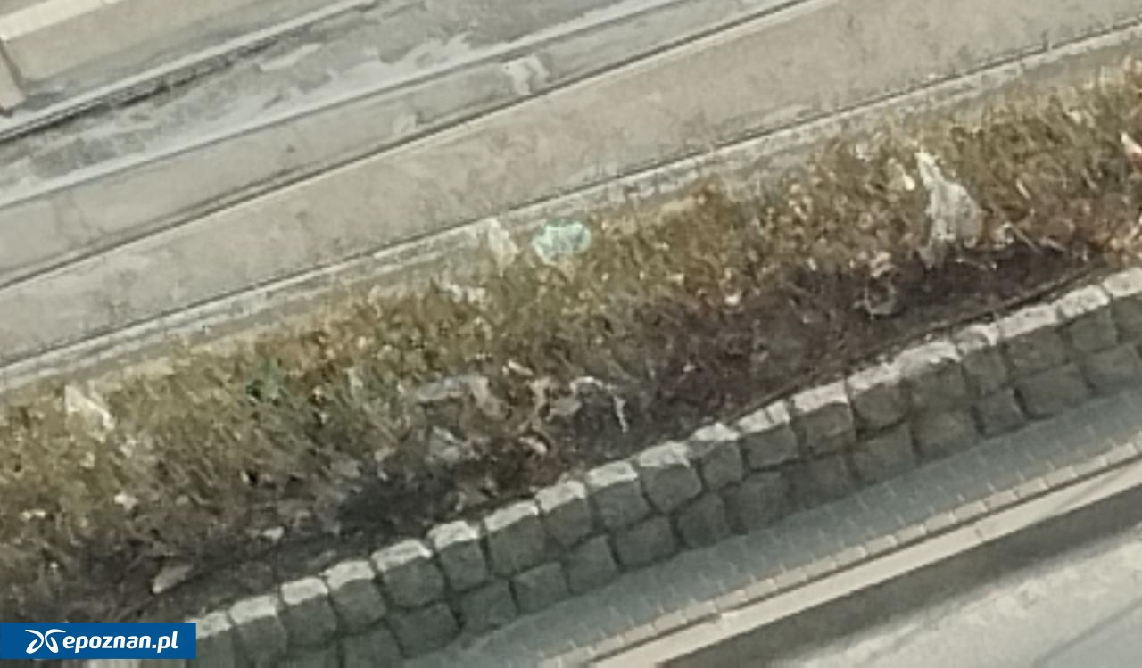 fot. Rafał