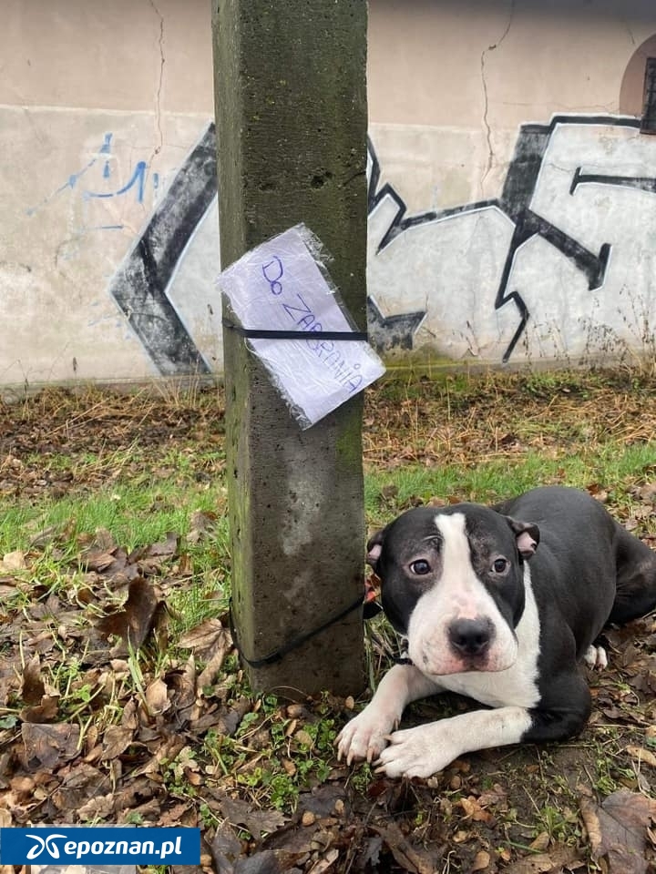 Tak było przed rokiem | fot. Schronisko dla zwierząt w Kaliszu FB