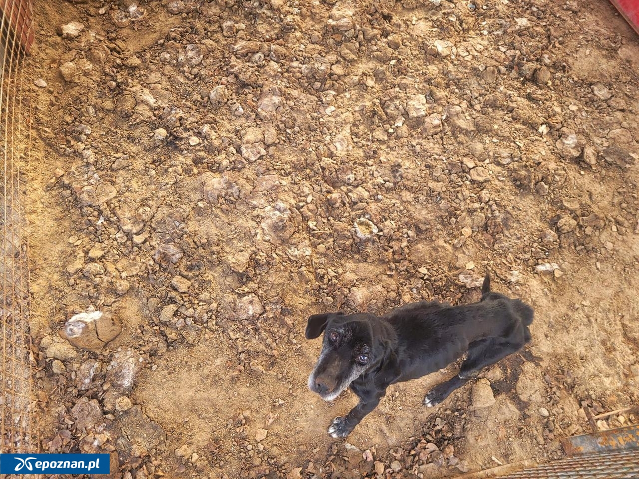 fot. Kaliskie Stowarzyszenie Pomocy Dla Zwierząt Help Animals