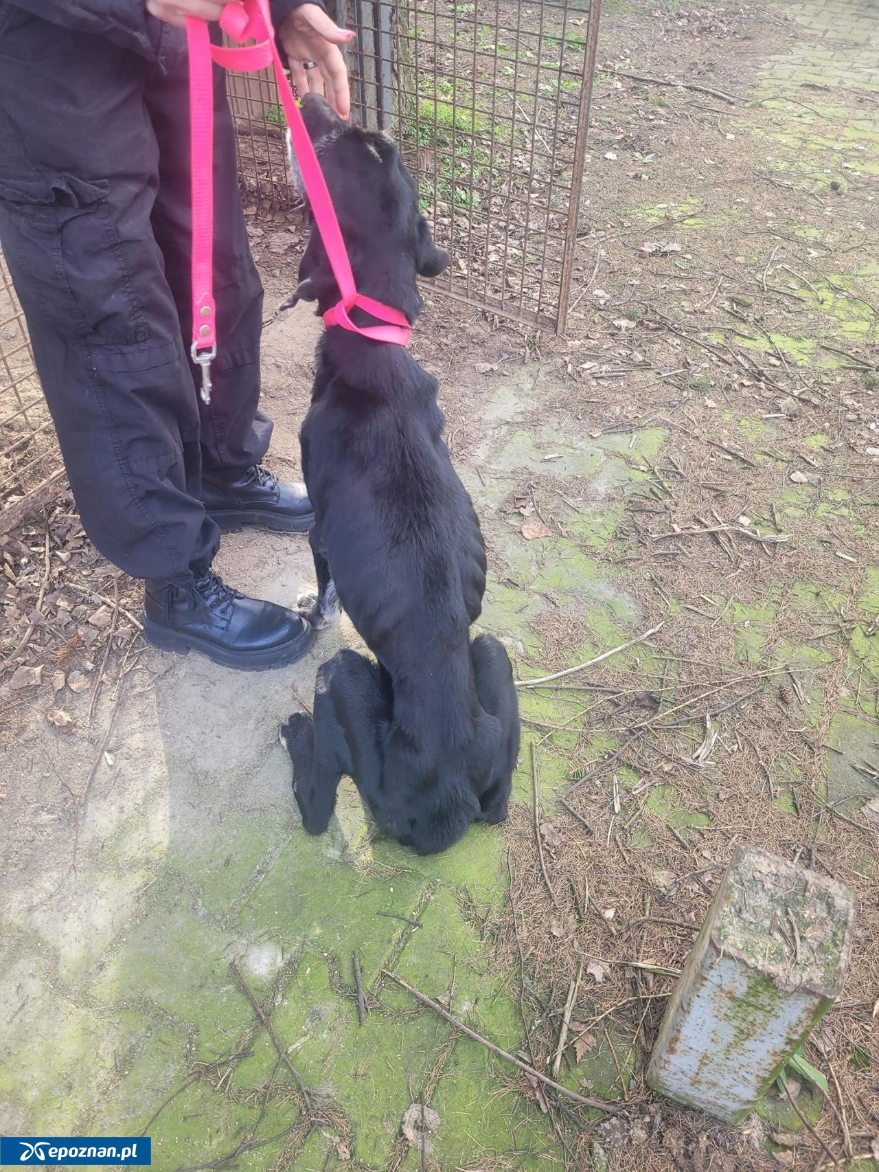 fot. Kaliskie Stowarzyszenie Pomocy Dla Zwierząt Help Animals