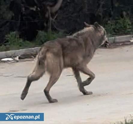 fot. Mateusz