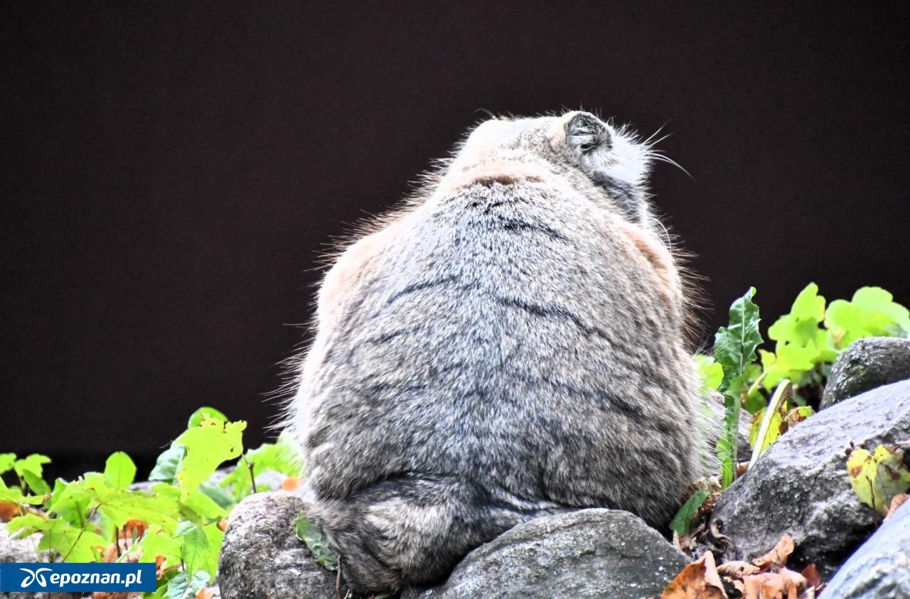 Mania odwrócona tyłem, jak żartują pracownicy ZOO - na znak protestu | fot. ZOO Poznań Official / Facebook