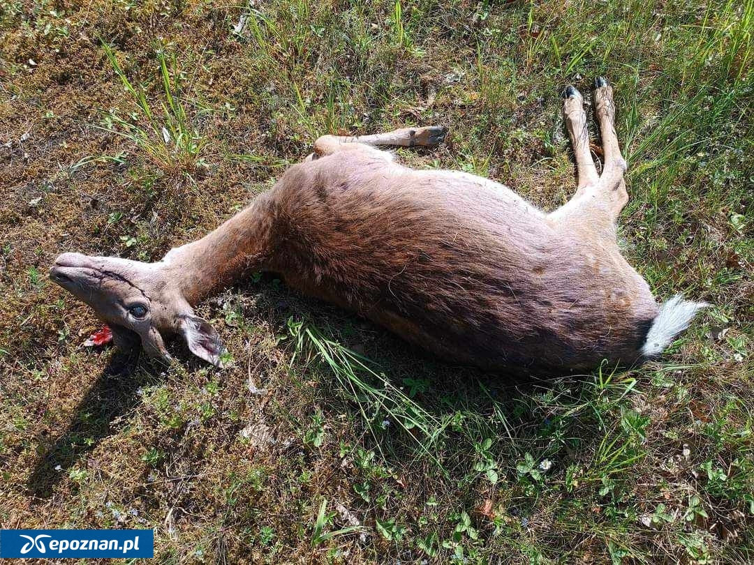 fot. Wieści Międzychodzkie/Facebook