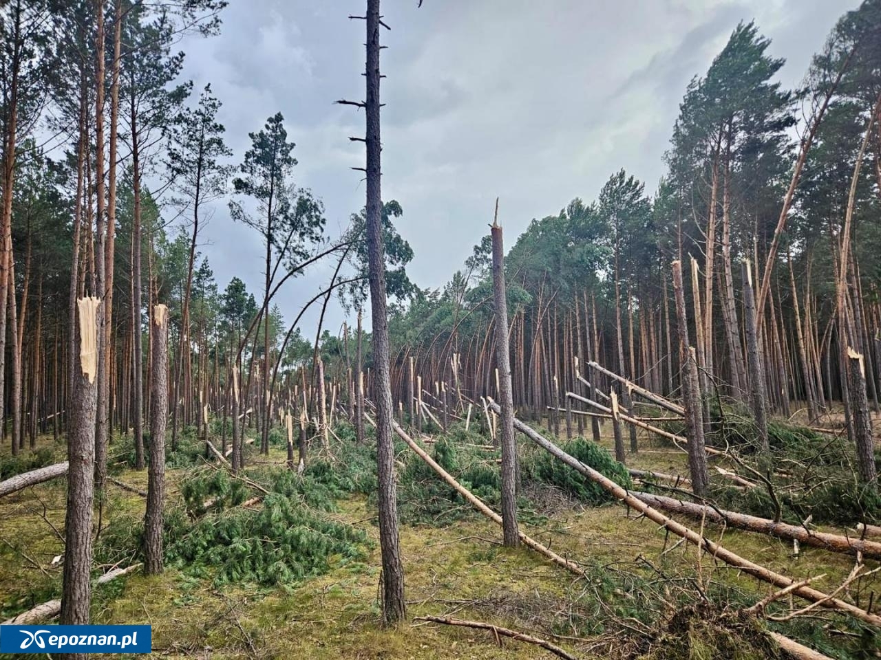 fot. Michał Zaleski, RDLP w Pile