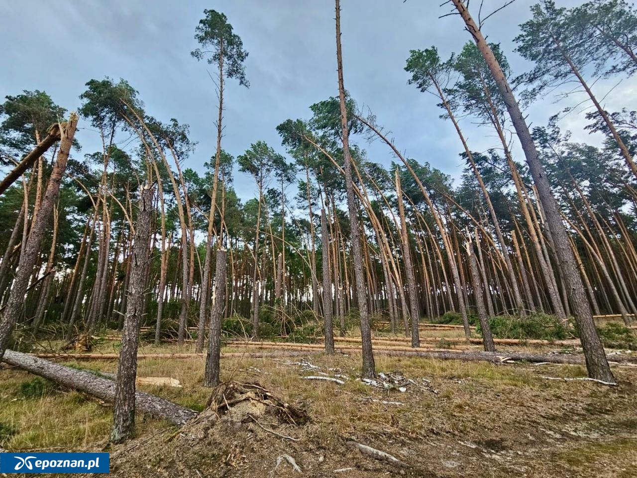fot. Michał Zaleski, RDLP w Pile
