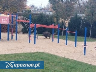 fot. Straż Miejska Miasta Poznania / FB