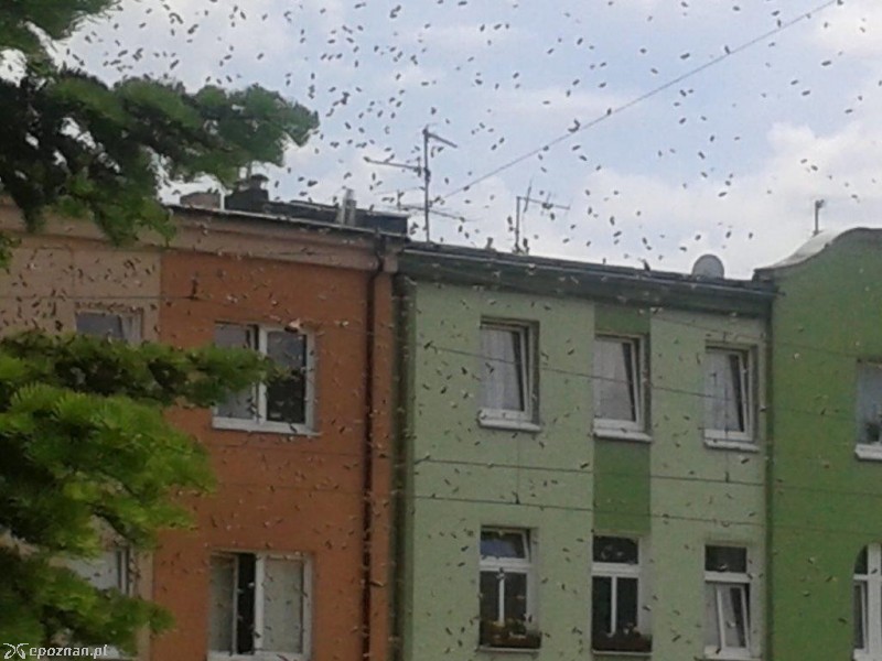 fot. Piotr
