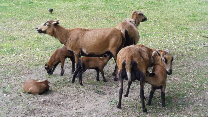 Owieczki kameruńskie | fot. Poznańskie ZOO