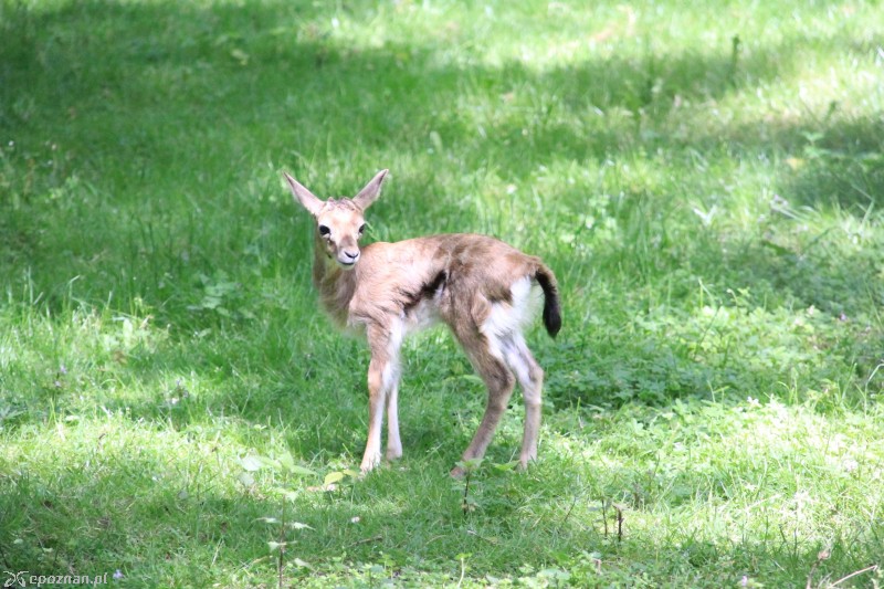 Antylopa tomi | fot. Poznańskie ZOO