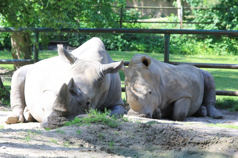 Diuna i Kiwu | fot. Poznańskie ZOO