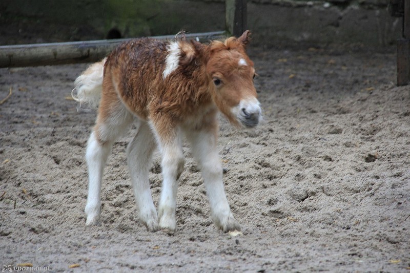 Kucyk szetlandzki | fot. Poznańskie ZOO