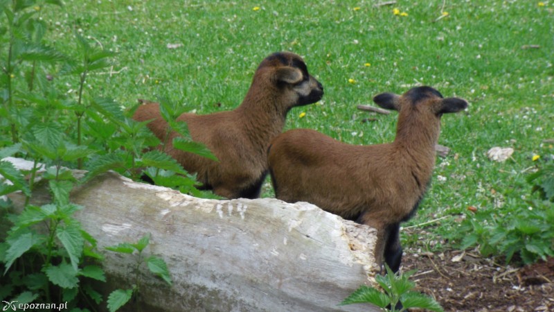 Owieczki kameruńskie | fot. Poznańskie ZOO