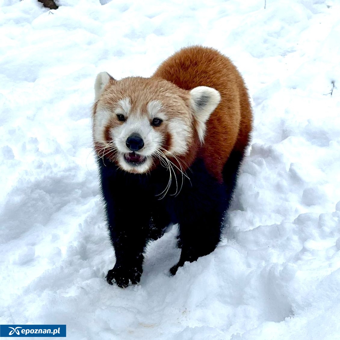 fot. ZOO Poznań Official / Facebook