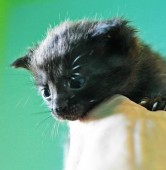 fot. Fundacja Animalia