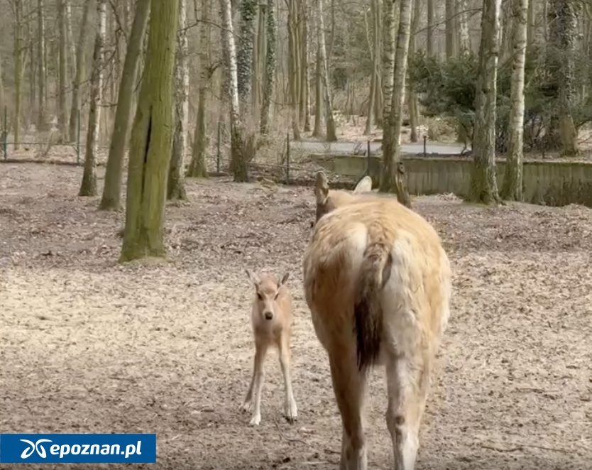 fot. ZOO Poznań Official / Facebook
