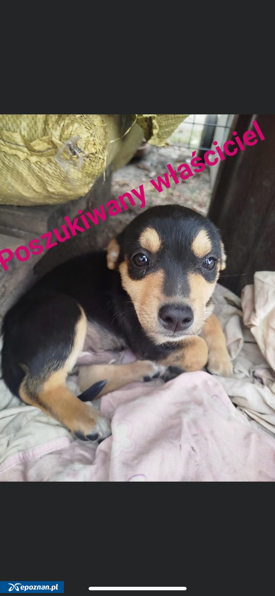 fot. Schronisko dla Zwierząt w Gnieźnie FB
