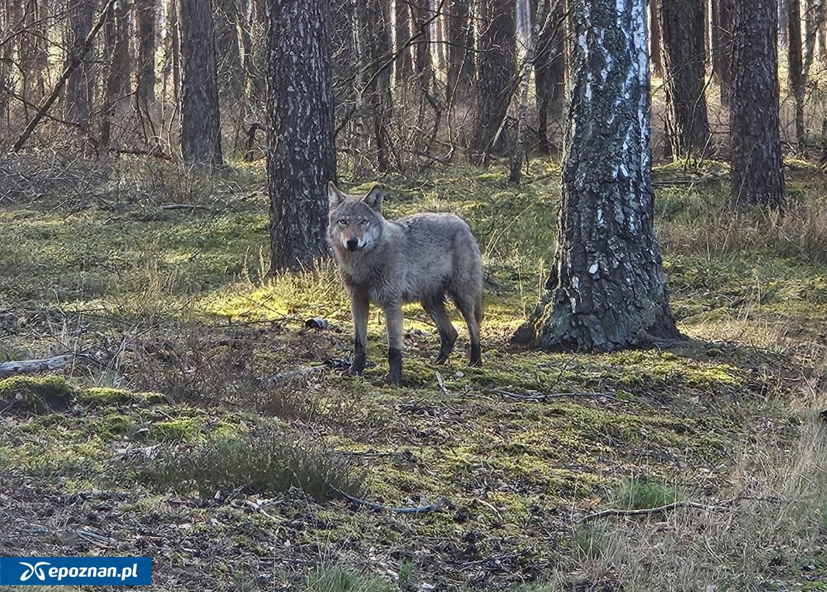 fot. Nadleśnictwo Oborniki