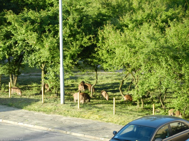 Dziki na Naramowicach | fot. Daria