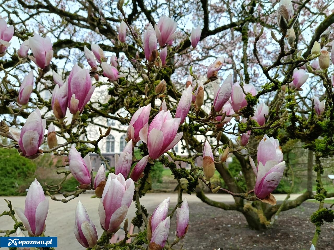 fot. Arboretum Kórnickie FB