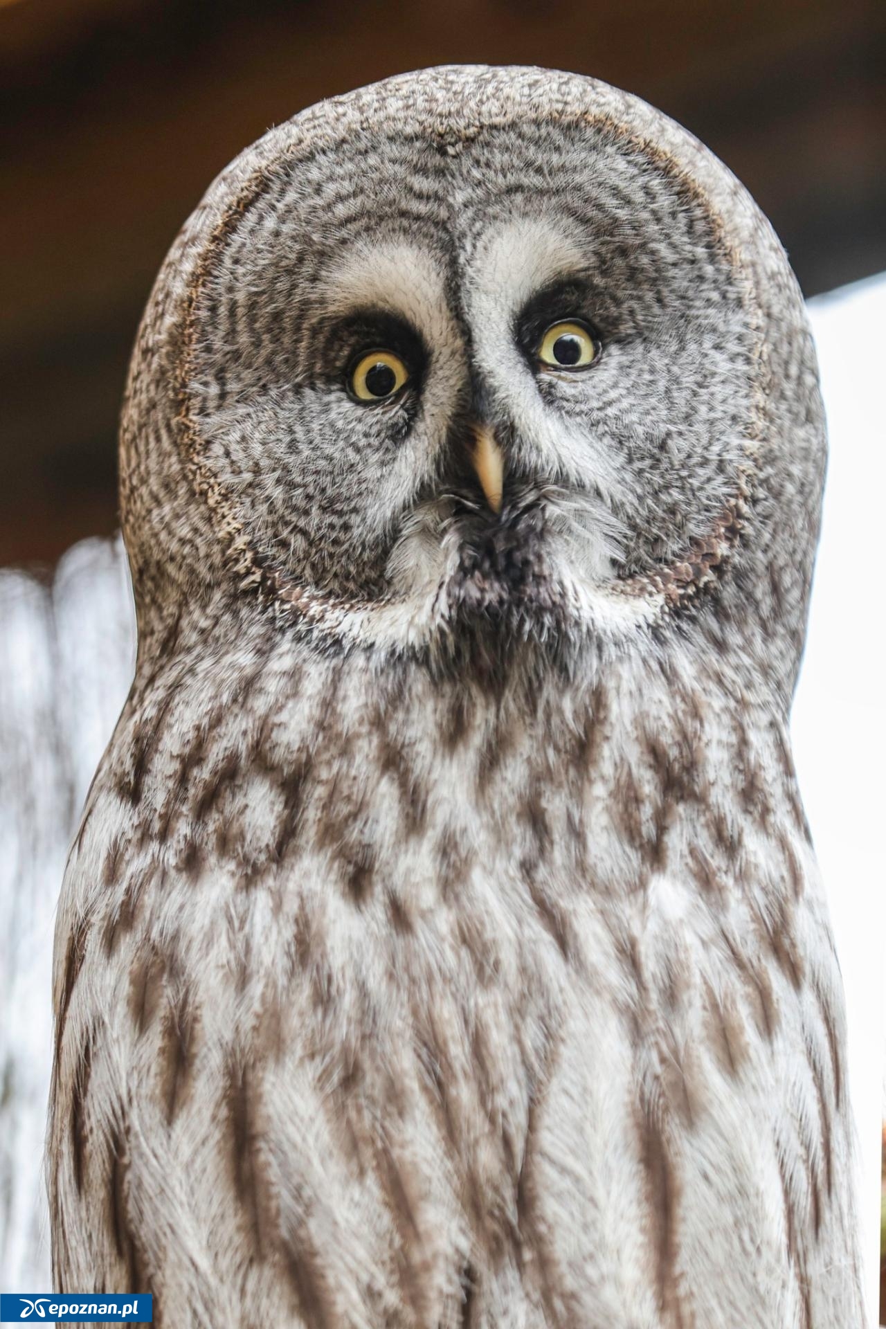 fot. ZOO Poznań Official / Facebook