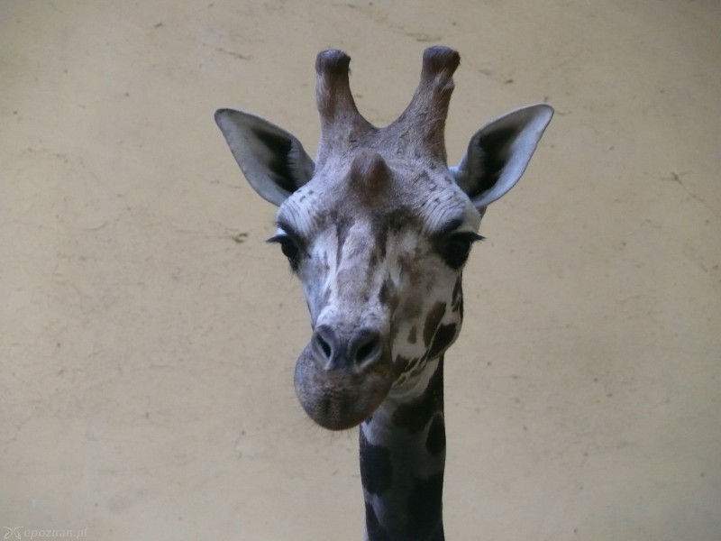 fot. Nowe ZOO