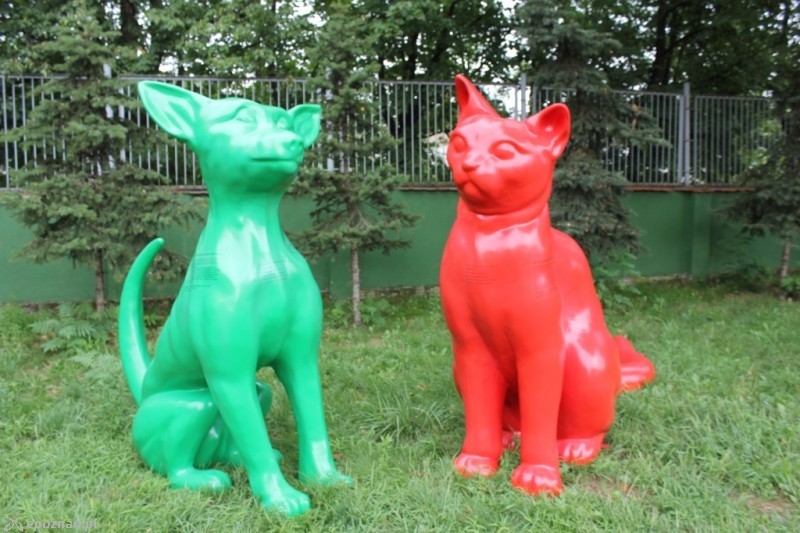 fot. Schronisko dla zwierząt
