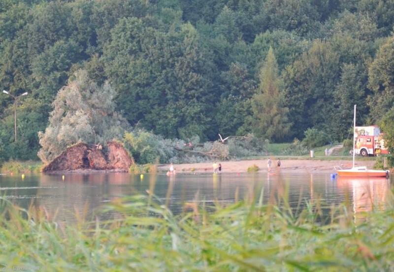Krzyżowniki | fot. Alicja Kozierowska