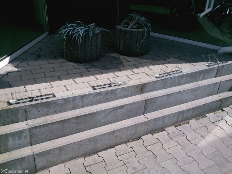 fot. czytelnik z Grunwaldu