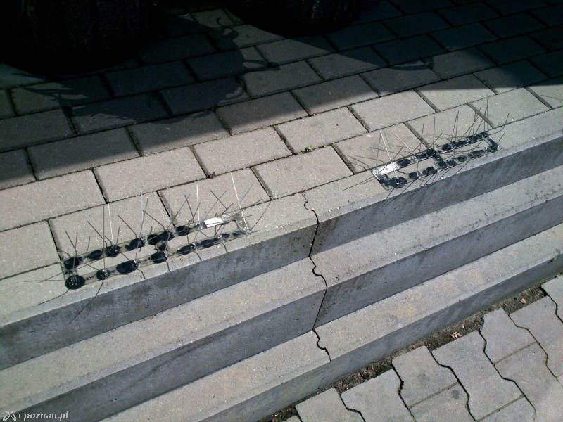 fot. czytelnik z Grunwaldu