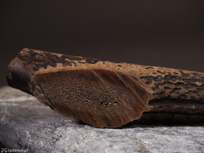 Fragmenty poroża | fot. K. Zisopulu-Bleja/Muzeum Archeologiczne w Poznaniu