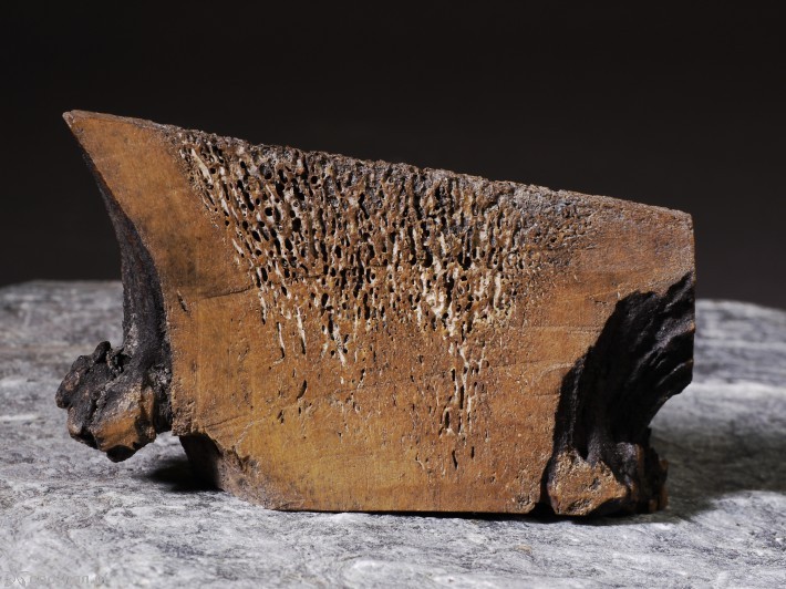 Fragmenty poroża | fot. K. Zisopulu-Bleja/Muzeum Archeologiczne w Poznaniu
