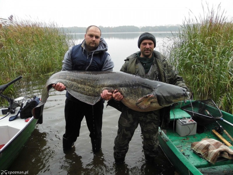 Sum złowiony w poniedziałek | fot. Franciszek Szklennik / Głos Wągrowiecki