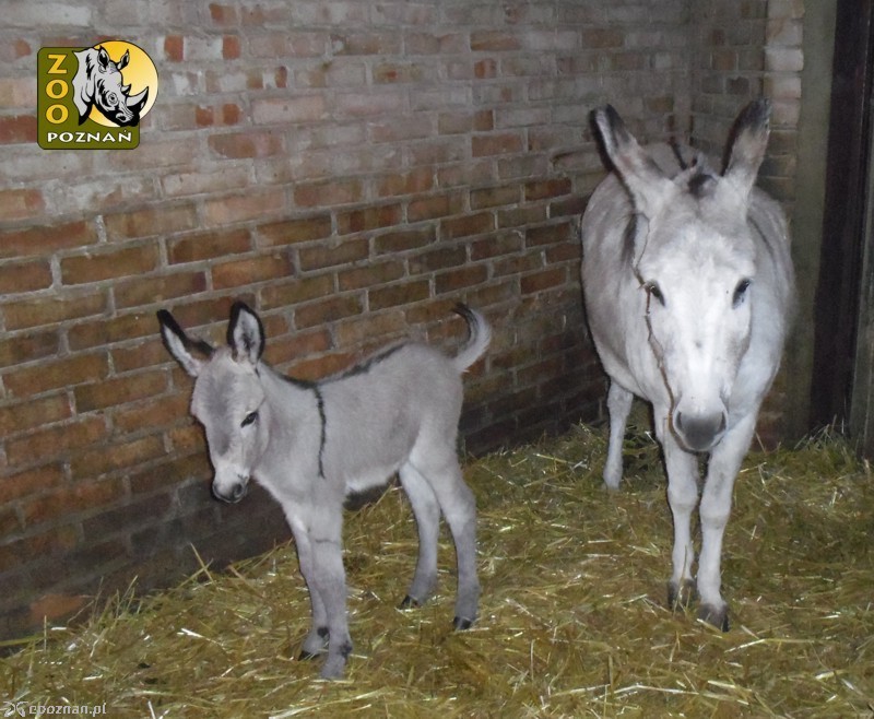 fot. ZOO Poznań