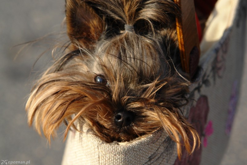 fot. Aneta Blaszczyk/freeimages.com