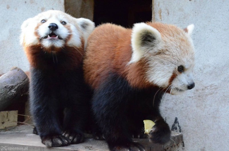 fot. ZOO Poznań