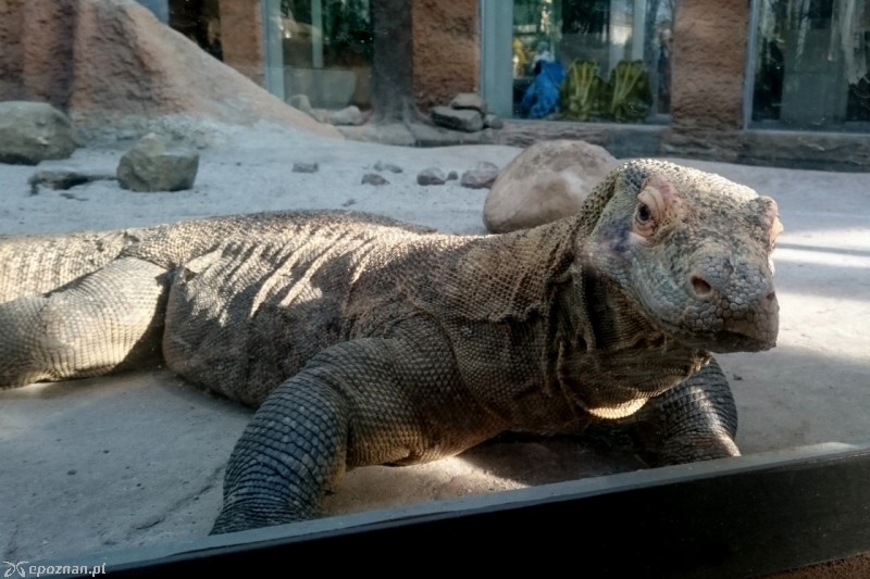 fot. ZOO Poznań