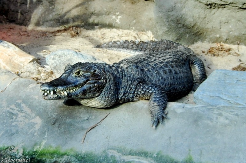 fot. ZOO Poznań