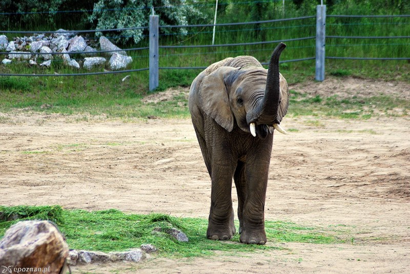 Yzik | fot. ZOO Poznań