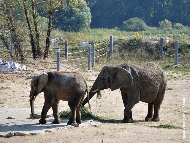 fot. ZOO Poznań